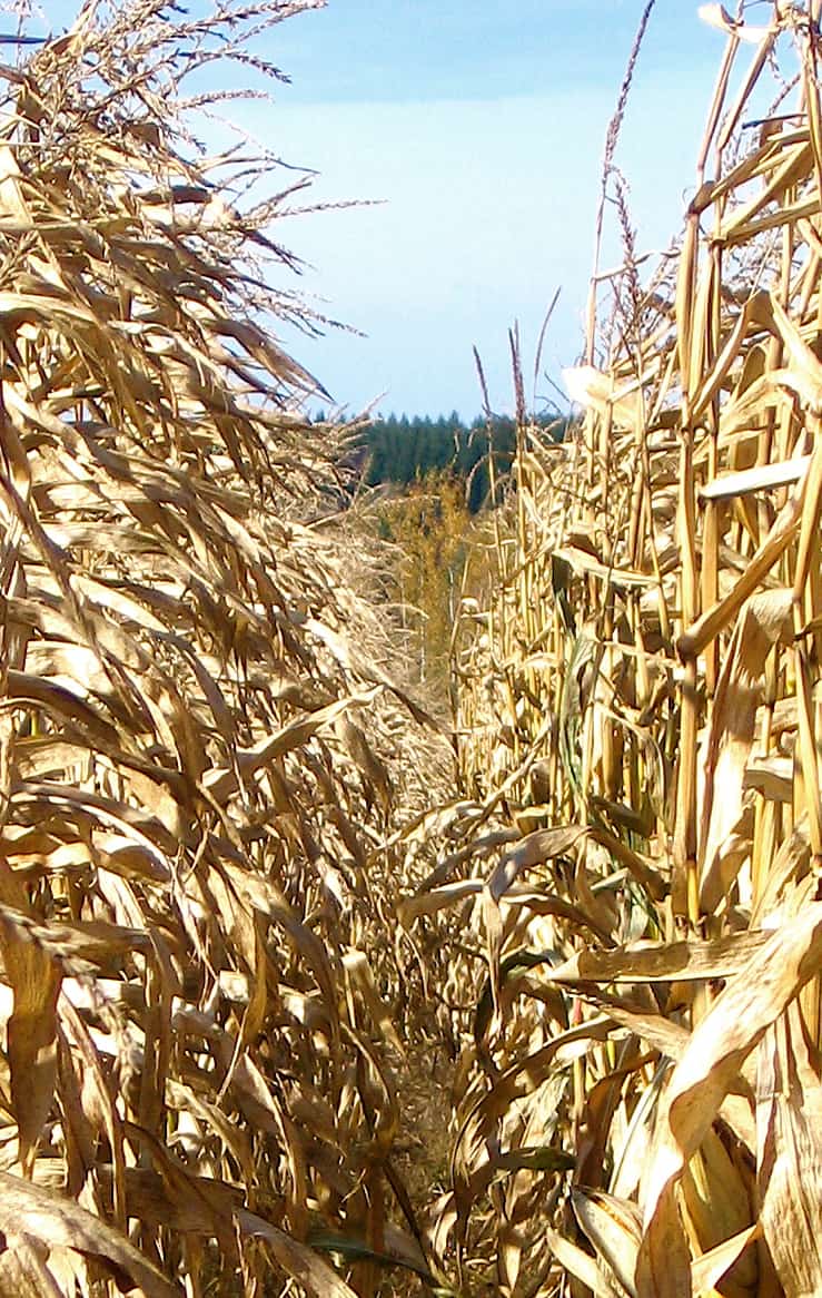 Výhody biometrického docházkového systému využívá i zemědělská společnost